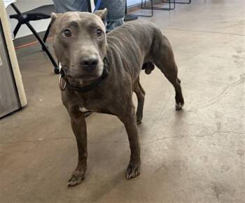 LANCE -  Mixed Breed Dog for Adoption in Dallas, Texas - LANCE | PetCurious