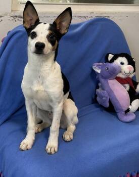 Baxter -  Dachshund Dog for Adoption in Cedartown, Georgia - Baxter | PetCurious