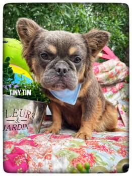 French Bulldog Dogs Available for Adoption in Sebring, Florida - Tiny Tim | PetCurious