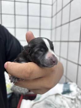 pup 4 -  Mixed Breed Dog for Adoption in El Paso, Texas - Pup 4 | PetCurious
