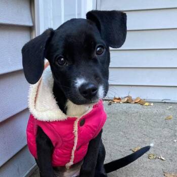 Dottie -  Labrador Retriever Dog for Adoption in Carmel Hamlet, New York - Dottie | PetCurious