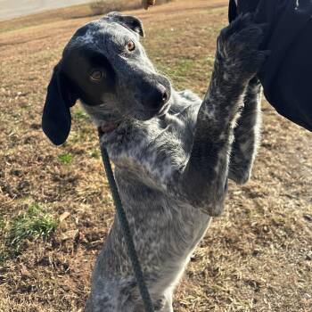 Rescue Australian Cattle Dog Blue Heeler Dogs for Adoption in Franklin, North Carolina - Jake | PetCurious