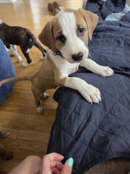 Wilbur -  Mixed Breed Dog for Adoption in Lincoln Park, Michigan - Wilbur | PetCurious