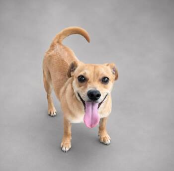 Mr. Sir -  Chihuahua and Terrier Dog for Adoption in Hardeeville, South Carolina - Mr. Sir | PetCurious