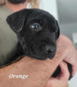 Rescue German Shepherd Dog and Black Labrador Retriever Dogs for Adoption in Austin, Texas - Orange (Puppy) | PetCurious
