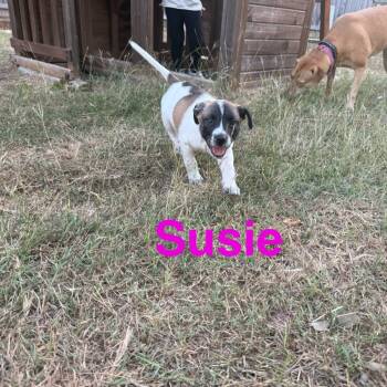 Rescue Belgian Shepherd Malinois and Mixed Breed Dogs for Adoption in San Antonio, Texas - Susie | PetCurious