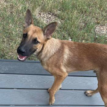 Rescue German Shepherd Dog and Shepherd Dogs for Adoption in Warren, Rhode Island - Dryfus | PetCurious