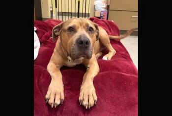 American Bulldog and Pit Bull Terrier Dogs Available for Adoption - Rue | PetCurious