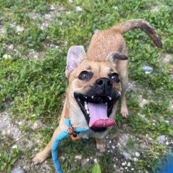 Eola -  Mixed Breed Dog for Adoption - Eola | PetCurious