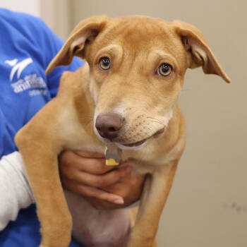 Rescue Mixed Breed Dogs for Adoption in Port Washington, New York - Gia | PetCurious