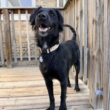 Gwen -  Flat Coated Retriever Dog for Adoption in Chicago, Illinois - Gwen | PetCurious