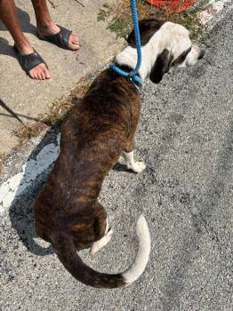 Savannah -  Mixed Breed Dog for Adoption in Cincinnati, Ohio - Savannah | PetCurious