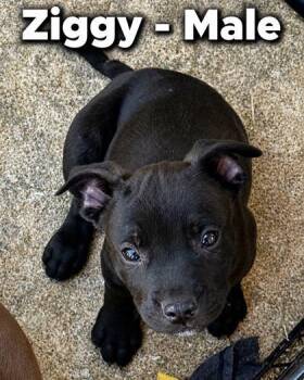 Ziggy -  Pit Bull Terrier and Mixed Breed Dog for Adoption in Morton Grove, Illinois - Ziggy | PetCurious