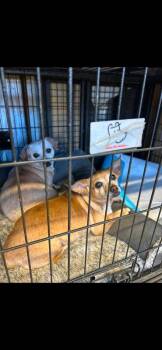 Loyal Lucia & Yadira **Foster needed in Shelter in Mass** -  Chihuahua Dog for Adoption in Randolph, Massachusetts - Loyal Lucia & Yadira **Foster Needed In Shelter In Mass** | PetCurious
