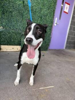 Buddy -  Mixed Breed Dog for Adoption in El Paso, Texas - Buddy | PetCurious
