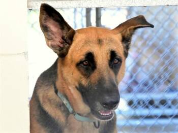 Rescue German Shepherd Dog Dogs for Adoption in Ocala, Florida - SUNNY | PetCurious