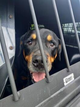 Rottweiler Dogs Available for Adoption in Fort Lauderdale, Florida - REX | PetCurious