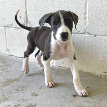 Wrenley 3365 -  Great Dane and Mixed Breed Dog for Adoption in Loxahatchee Groves, Florida - Wrenley 3365 | PetCurious
