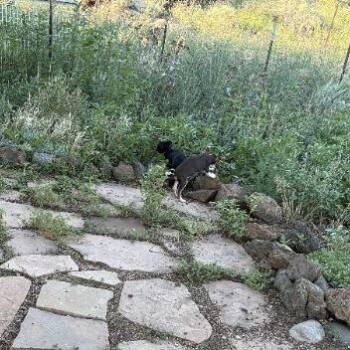 Pinky - In Foster! -  Terrier and Mixed Breed Dog for Adoption in Flagstaff, Arizona - Pinky - In Foster! | PetCurious