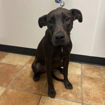 FWT Ember -  Black Labrador Retriever Dog for Adoption in Midland, Texas - FWT Ember | PetCurious