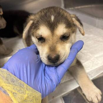 Husky and Shepherd Dogs Available for Adoption in Bastrop, Texas - Hiccup 26-05-122 | PetCurious