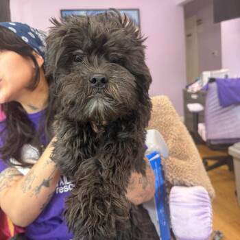 Slavin -  Shih Tzu Dog for Adoption in Northbrook, Illinois - Slavin | PetCurious