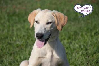Lolly -  Husky and Shepherd Dog for Adoption in Lee