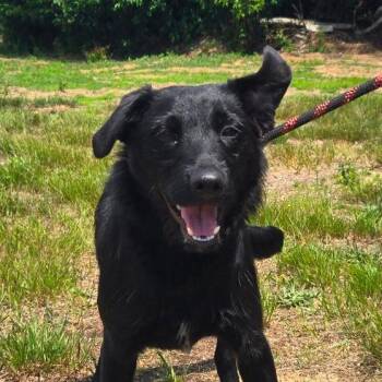 CT Rumi -  Labrador Retriever and Schnauzer Dog for Adoption in Stormville, New York - CT Rumi | PetCurious