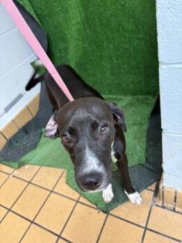 Kara -  Hound and Mixed Breed Dog for Adoption in Gainesville, Florida - Kara | PetCurious