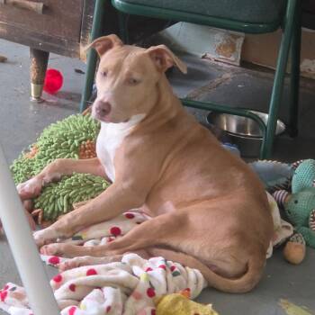 Pippi -  Pit Bull Terrier and Mixed Breed Dog for Adoption in Melrose, Florida - Pippi | PetCurious