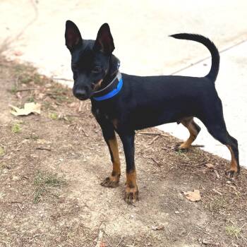 Nikolai - Chino Hills location -  Miniature Pinscher and Terrier Dog for Adoption in Chino Hills, California - Nikolai - Chino Hills Location | PetCurious