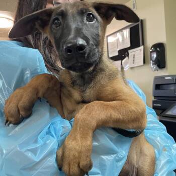 Popcorn -  Belgian Shepherd Malinois Dog for Adoption in Pasadena, California - Popcorn | PetCurious