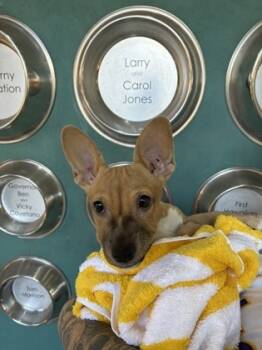 Rescue Mixed Breed Dogs for Adoption in Honolulu, Hawaii - Foxy | PetCurious