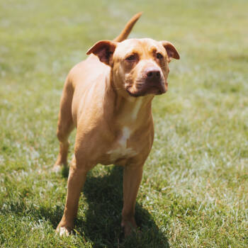 Rescue Pit Bull Terrier Dogs for Adoption in Northbrook, Illinois - Star | PetCurious