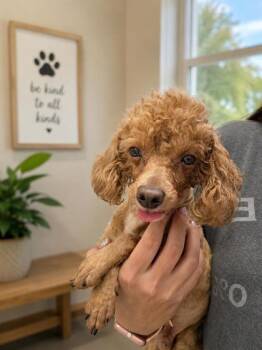 Thor -  Poodle Dog for Adoption in Malvern, Pennsylvania - Thor | PetCurious