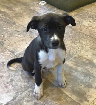 Labrador Retriever and Bulldog Dogs Available for Adoption in Bancroft, Ontario - Johnny | PetCurious