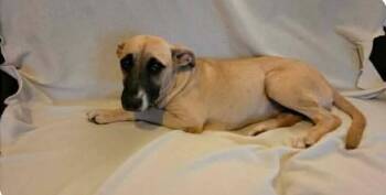 Tiramisu -  Black Mouth Cur and Labrador Retriever Dog for Adoption in West Peoria, Illinois - Tiramisu | PetCurious