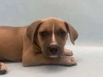 Darla -  Coonhound and Mixed Breed Dog for Adoption in Golden Valley, Minnesota - Darla | PetCurious