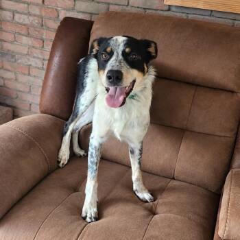 Goose -  Border Collie and Australian Cattle Dog Blue Heeler Dog for Adoption in Gordonsville, Tennessee - Goose | PetCurious