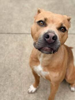 Golly -  Pit Bull Terrier Dog for Adoption in Chicago, Illinois - Golly | PetCurious