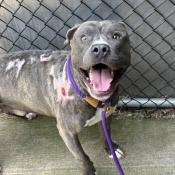 Rescue Pit Bull Terrier Dogs for Adoption in Northbrook, Illinois - Terrance | PetCurious