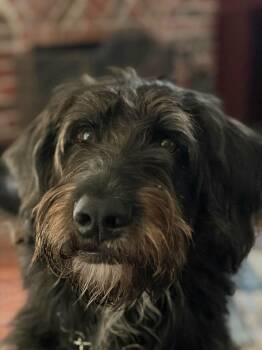 Bishop -  Labradoodle Dog for Adoption in Colleyville, Texas - Bishop | PetCurious