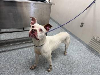 HONEYSUCKLE -  Pit Bull Terrier and Mixed Breed Dog for Adoption in Rowlett, Texas - HONEYSUCKLE | PetCurious