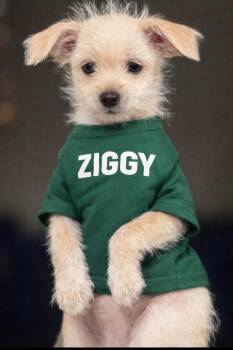 Chihuahua and Maltese Dogs Available for Adoption - Ziggy | PetCurious