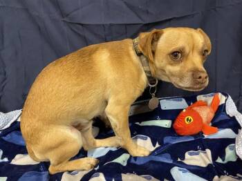 Chihuahua and Mixed Breed Dogs Available for Adoption in Modesto, California - PRECIOUS | PetCurious