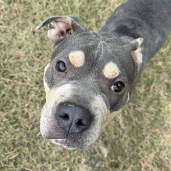 Bubbles -  American Bully Dog for Adoption in Holly Springs, Mississippi - Bubbles | PetCurious