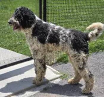 Dudley -  Mixed Breed Dog for Adoption in Cincinnati, Ohio - Dudley | PetCurious