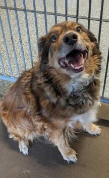 Little Bear -  Australian Shepherd Dog for Adoption in Benson, Arizona - Little Bear | PetCurious
