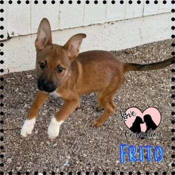 Frito -  Shepherd Dog for Adoption in Gilbert, Arizona - Frito | PetCurious