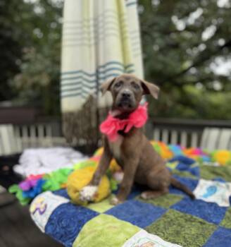 Loretta Lynn -  Jack Russell Terrier and Terrier Dog for Adoption - Loretta Lynn | PetCurious